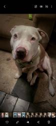 Lost Male Dog last seen Sutton Bay, Newman Lake, WA 99025