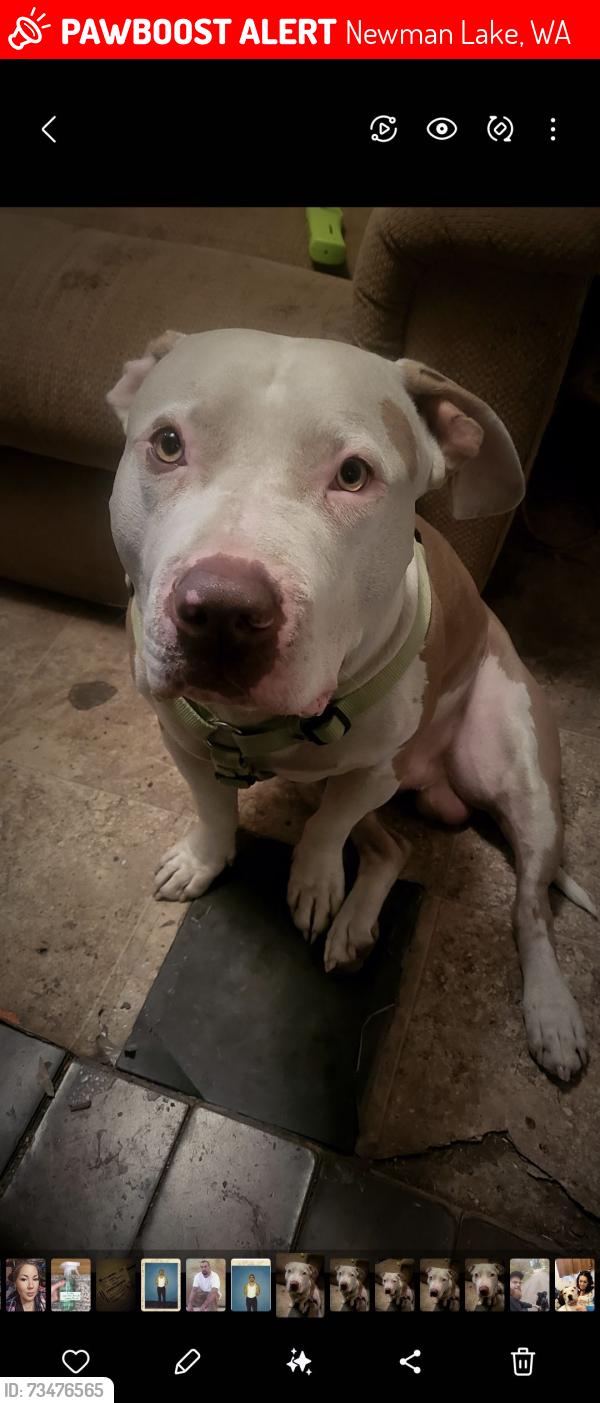 Lost Male Dog last seen Sutton Bay, Newman Lake, WA 99025