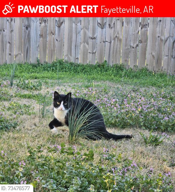Lost Male Cat last seen E Sparrow Circle, E Bunting St, W 15th St, Fayetteville, AR 72701
