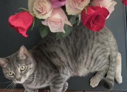 Lost Male Cat last seen 2nd St NW and Hamilton St NW, 3rd St NW and Hamilton St NW, Washington, DC 20011
