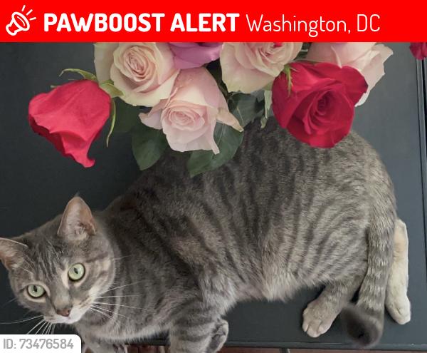 Lost Male Cat last seen 2nd St NW and Hamilton St NW, 3rd St NW and Hamilton St NW, Washington, DC 20011
