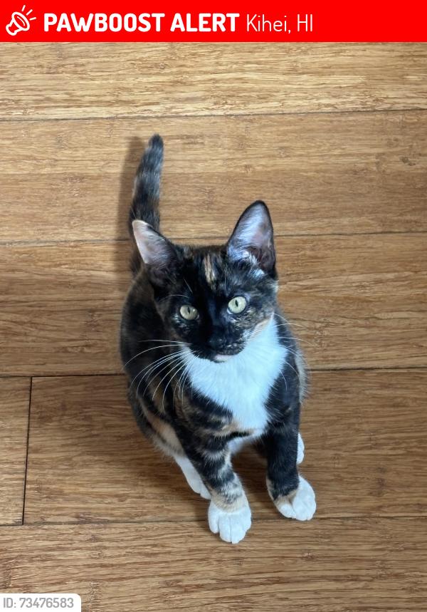 Lost Female Cat last seen Halama St near Kalamazoo Park, Kihei, HI 96753