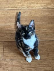 Lost Female Cat last seen Halama St near Kalamazoo Park, Kihei, HI 96753