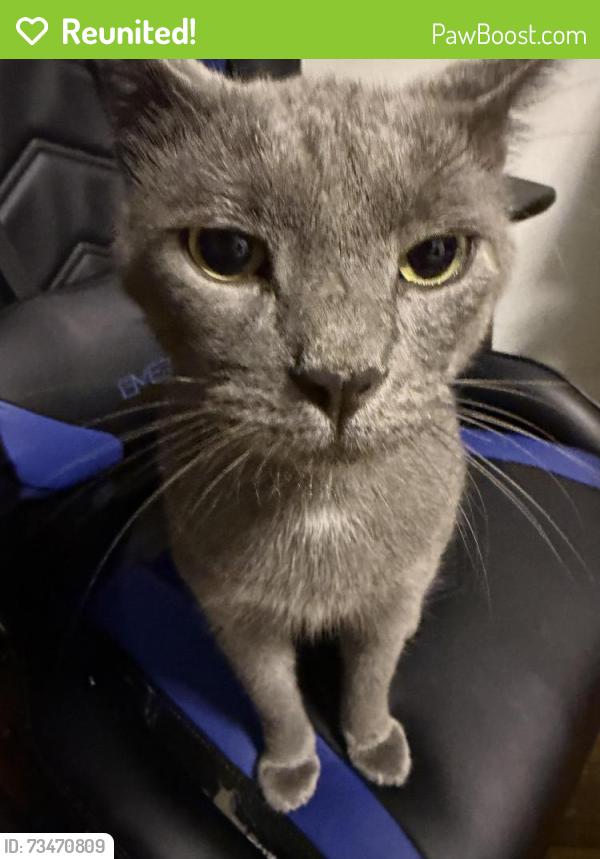Reunited Male Cat last seen 41-72 denman st, Queens, NY 11373