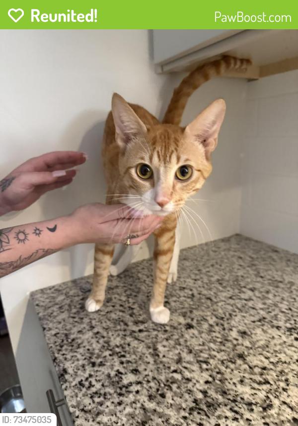 Reunited Male Cat last seen Mallory Street, Nashville, TN 37203