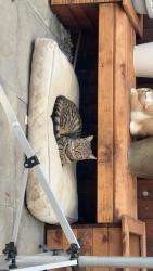 Lost Female Cat last seen Goldings shop, West Northamptonshire, England 