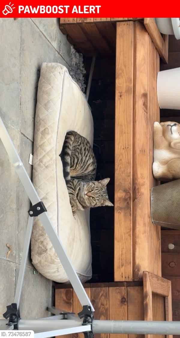 Lost Female Cat last seen Goldings shop, West Northamptonshire, England 