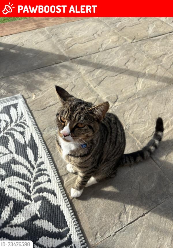 Lost Male Cat last seen Goldings shop, West Northamptonshire, England 