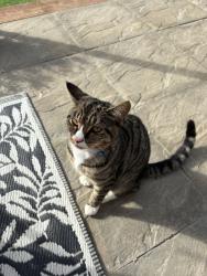 Lost Male Cat last seen Goldings shop, West Northamptonshire, England 