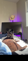 Lost Male Cat last seen Near NW Chemeketa Ln Portland, OR 97229 United States, Portland, OR 97229
