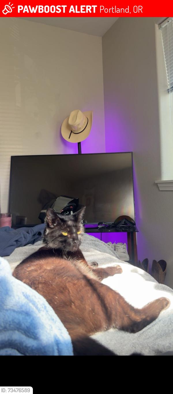 Lost Male Cat last seen Near NW Chemeketa Ln Portland, OR 97229 United States, Portland, OR 97229