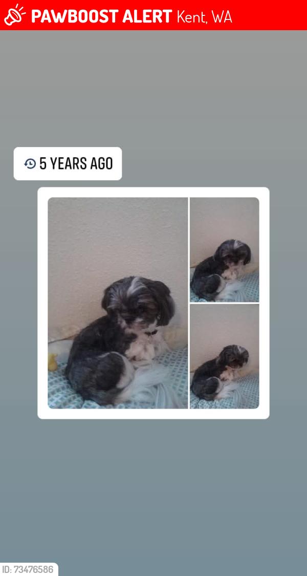 Lost Male Dog last seen Near Ave S, Kent, WA 98032