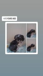 Lost Male Dog last seen Near Ave S, Kent, WA 98032
