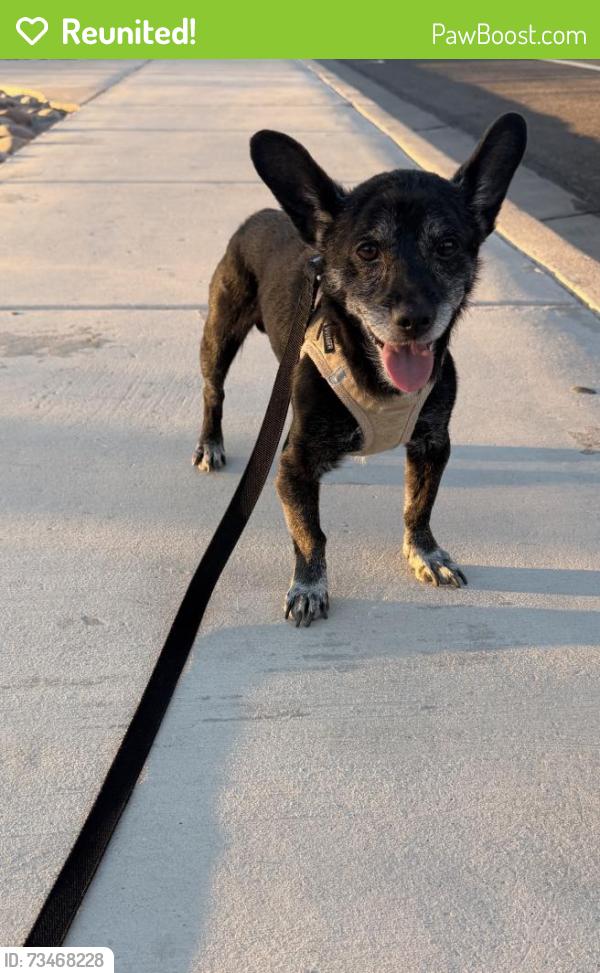 Reunited Male Dog last seen Oakey &Rainbow, Las Vegas, NV 89146