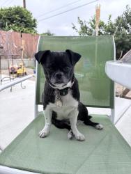 Reunited Female Dog last seen College blvd., Oceanside, CA 92054