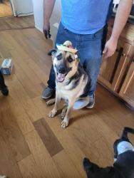 Lost Male Dog last seen Near South 3600 West, Salt Lake City, UT 84129