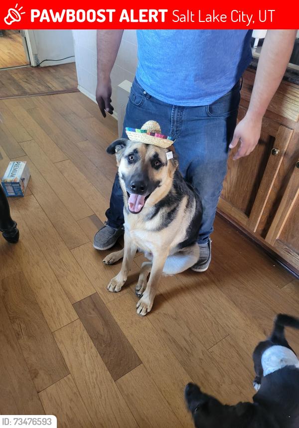 Lost Male Dog last seen Near South 3600 West, Salt Lake City, UT 84129