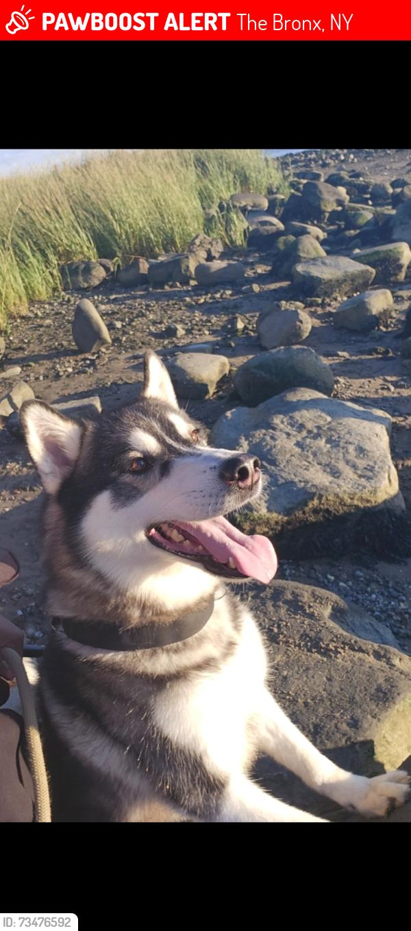 Lost Male Dog last seen Adee ave, gunhill rd, hefen park, The Bronx, NY 10469
