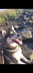 Lost Male Dog last seen Adee ave, gunhill rd, hefen park, The Bronx, NY 10469