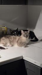 Lost Male Cat last seen Flower Santa Clara, Santa Ana, CA 92706