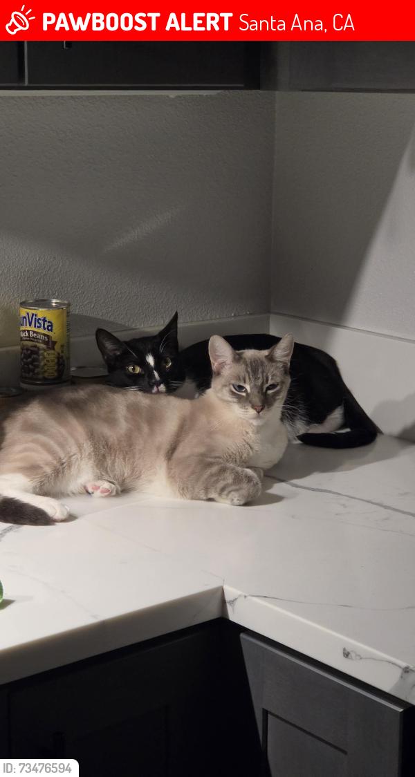 Lost Male Cat last seen Flower Santa Clara, Santa Ana, CA 92706