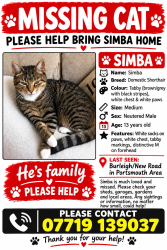Reunited Male Cat last seen Kingston cemetery, Fratton, England PO1 5RL