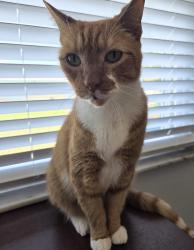 Lost Male Cat last seen 3rd st S and 4th St S., Cocoa Beach, FL 32931