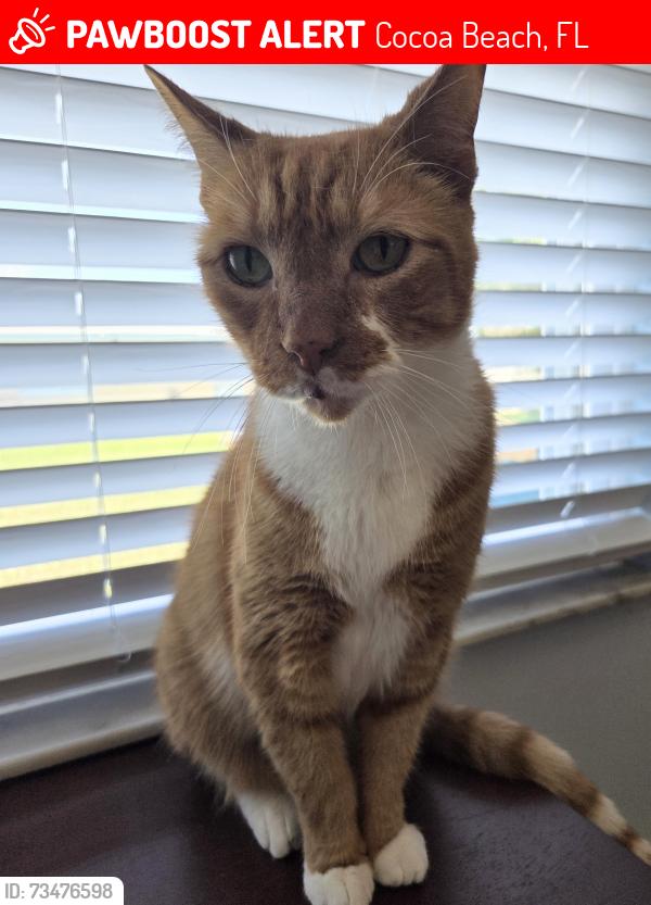 Lost Male Cat last seen 3rd st S and 4th St S., Cocoa Beach, FL 32931
