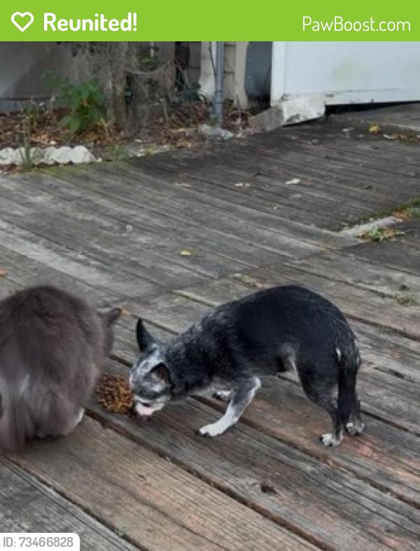 Reunited Female Cat last seen Warbler Way, Kissimmee, FL, Osceola County, FL 34746