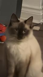 Reunited Female Cat last seen Hytlon skills campus, , England SR5