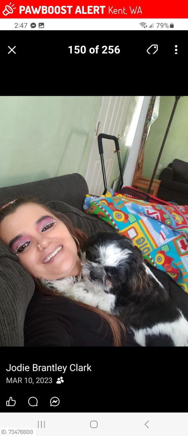 Lost Male Dog last seen Near ST Ave S, Kent, WA 98032