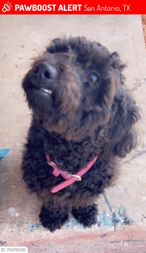 Lost Female Dog last seen Castroville rd and southerton, San Antonio, TX 78237