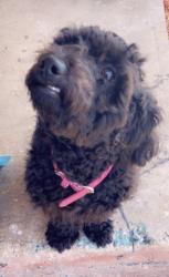 Lost Female Dog last seen Castroville rd and southerton, San Antonio, TX 78237