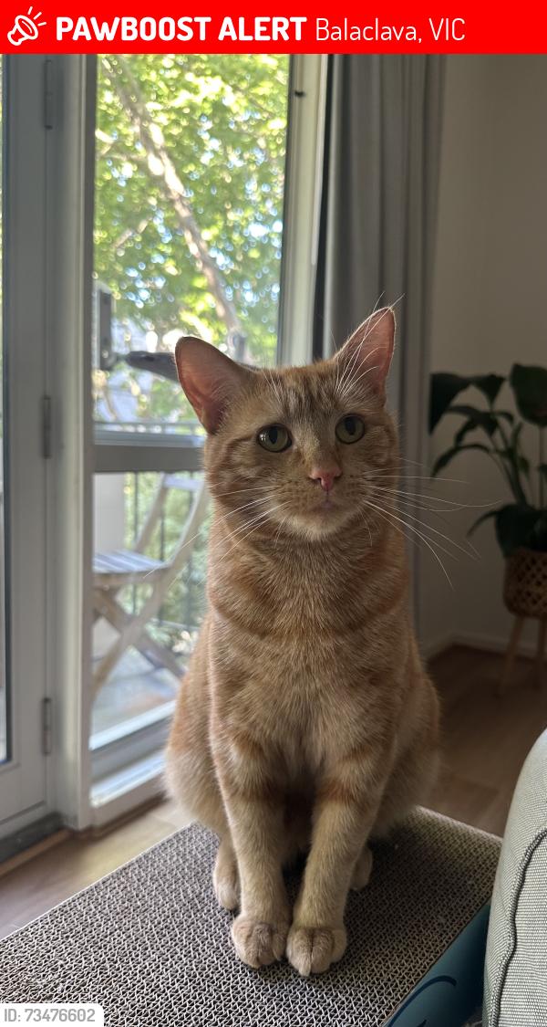 Lost Male Cat last seen Linton st balaclava, Balaclava, VIC 3183