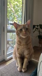 Lost Male Cat last seen Linton st balaclava, Balaclava, VIC 3183