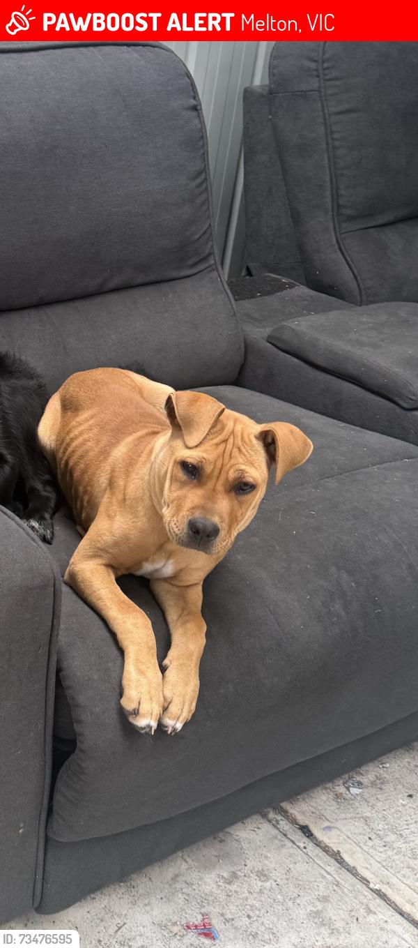 Lost Female Dog last seen Palmerston street and church street, Melton, VIC 3337