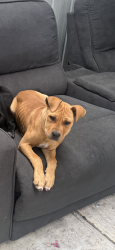 Lost Female Dog last seen Palmerston street and church street, Melton, VIC 3337