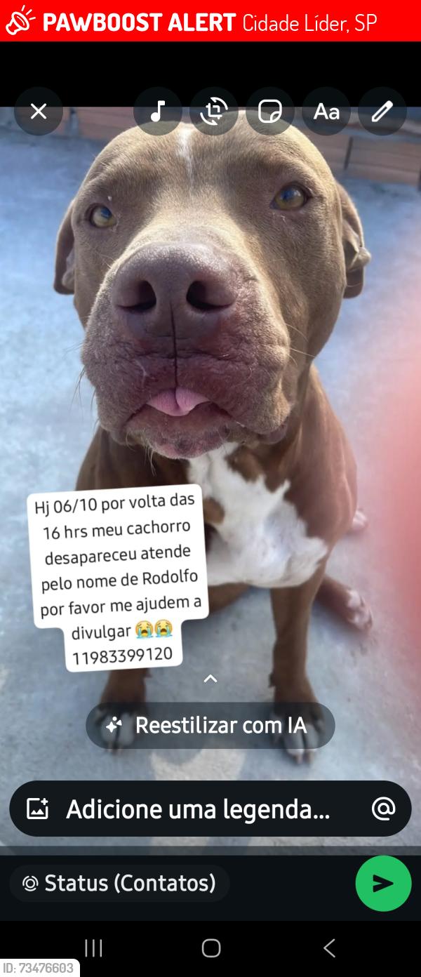 Lost Male Dog last seen Jardim eliane, Cidade Líder, SP 