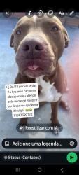 Lost Male Dog last seen Jardim eliane, Cidade Líder, SP 
