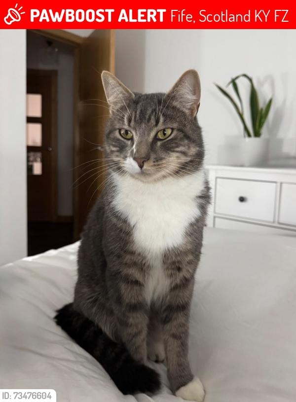 Lost Male Cat last seen Tesco Duloch, Fife, Scotland KY11 8FZ