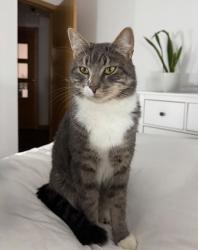 Lost Male Cat last seen Tesco Duloch, Fife, Scotland KY11 8FZ