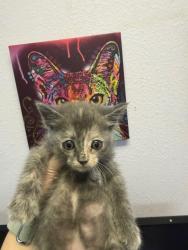 Shelter Stray Female Cat last seen Bexar County, 3353 Morningside Dr, New Braunfels, TX 78132, USA