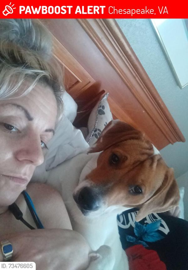Lost Male Dog last seen Near Dana dr Chesapeake Virginia, Chesapeake, VA 23321