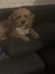 Reunited Male Dog last seen Subway station, Brooklyn, NY 11218