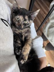 Lost Female Cat last seen Erskine St or Centennial Elementary School, Lubbock, TX 79416