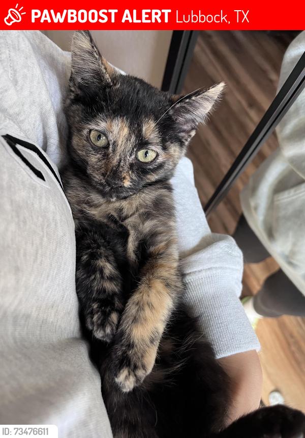 Lost Female Cat last seen Erskine St or Centennial Elementary School, Lubbock, TX 79416