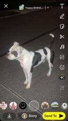 Found/Stray Male Dog last seen Getgo, Pittsburgh, PA 15208