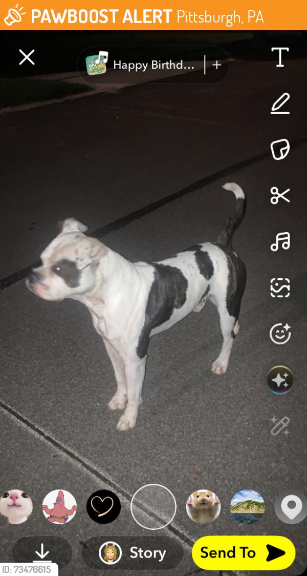 Found/Stray Male Dog last seen Getgo, Pittsburgh, PA 15208