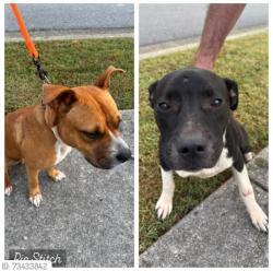 Reunited Female Dog last seen McCleary rd, Sevier County, TN 37876