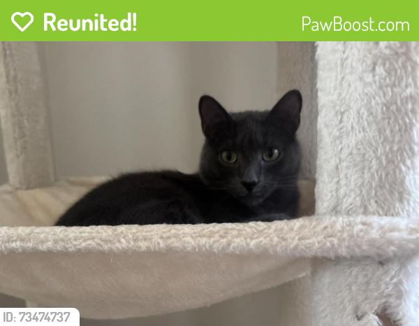 Reunited Male Cat last seen Between S Lucas and Atkinson, Fayetteville, NC 28307